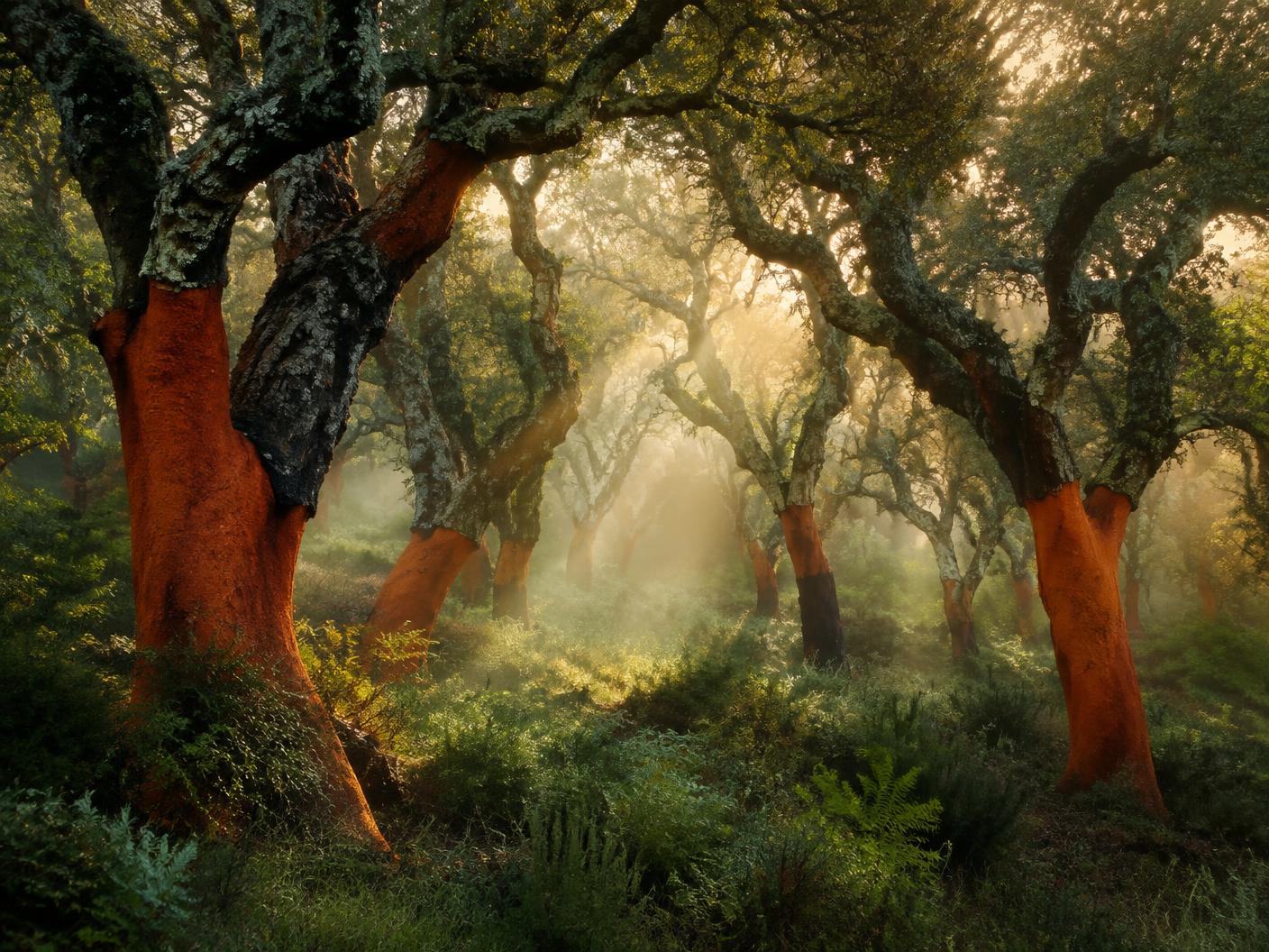 Ancient cork oaks with red bark in mist near Sotogrande