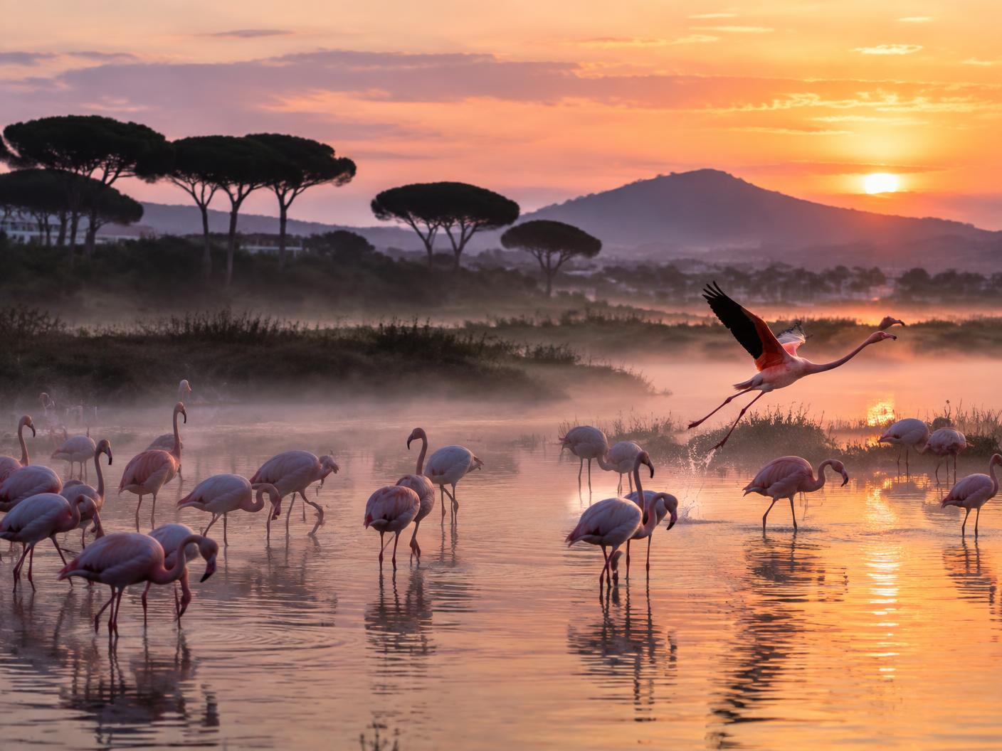 Flamingos wading in the misty Guadiaro estuary at dawn, cover photograph for Sotogrande Un-scene